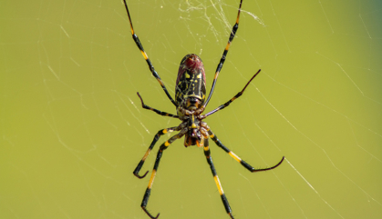 Close up of Joro spider with yellow background