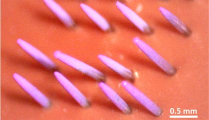 pink spindles oriented diagonally to the left against an orange background