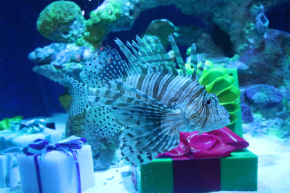 Lionfish from the Adventure Aquarium in Camden 