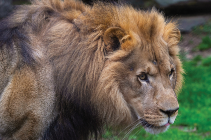 Large lion at the Big Cat Falls exhibit at the Philadelphia Zoo.