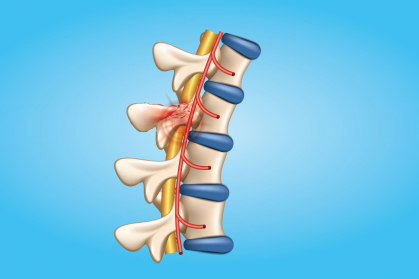An illustration of a spinal cord.