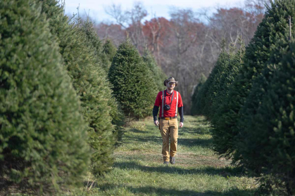 Rutgers scientist Timothy Waller surveys evergreens at the Rutgers Agricultural Research and Extension Center in Millville, Cumberland County, where he grows and studies a host of varieties to serve the state’s community of tree farmers.