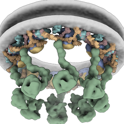 A macromolecule with a circular gray ring atop and dangling strings of green, yellow and blue proteins