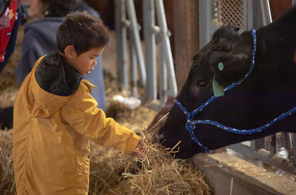 Four-year-old David Hung feeds a cow on Rutgers Day 2023 at College Farm on Cook Campus.