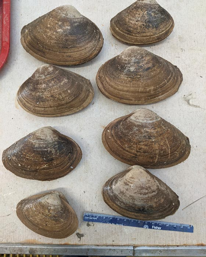 Eight surfclam shells with a ruler at the bottom.