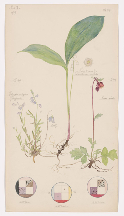 Sheet 11 from the portfolio Nature Studies is a drawing of lily of the valley in watercolor, pencil, ink and metallic paint on paper.