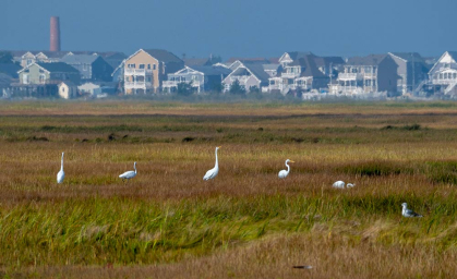 a band of egrets wade along a marsh with houses along the horizon