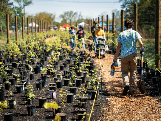 Treeplanting festival