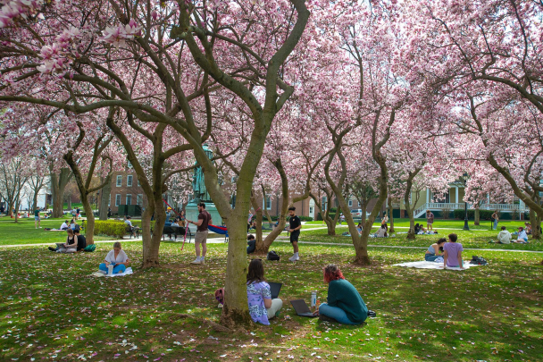 Magnolia trees in bloom on Voorhees Mall surrounding statue of Willie the Silent on an early spring day.