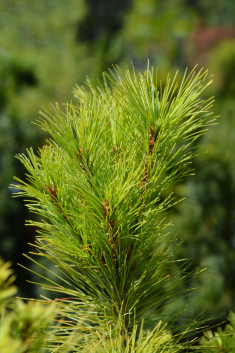 Eastern White Pine tree