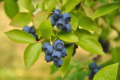 high bush blueberries