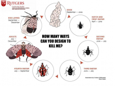 graphic showing the life cycle of a spotted lanternfly