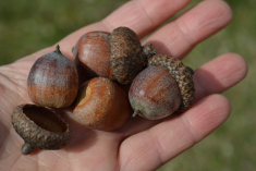 Oak Tree acorns