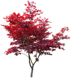 Red Maple tree