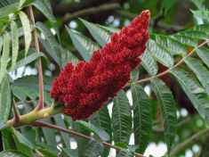 Sumac plant and berry
